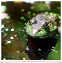Green Frog - Waiting Green Frog - Waiting
